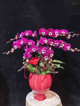 精品蝴蝶兰盆栽米歇尔8支