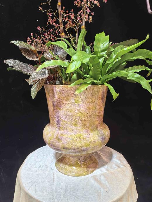 高档蝴蝶兰盆栽龙兰明星双支 商品图3