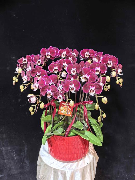 高端蝴蝶兰盆栽幻影12支 商品图3