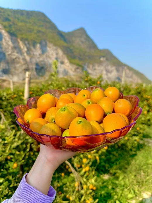 极蜜大龙珠，脆蜜金柑大大果 一箱25枚 商品图3