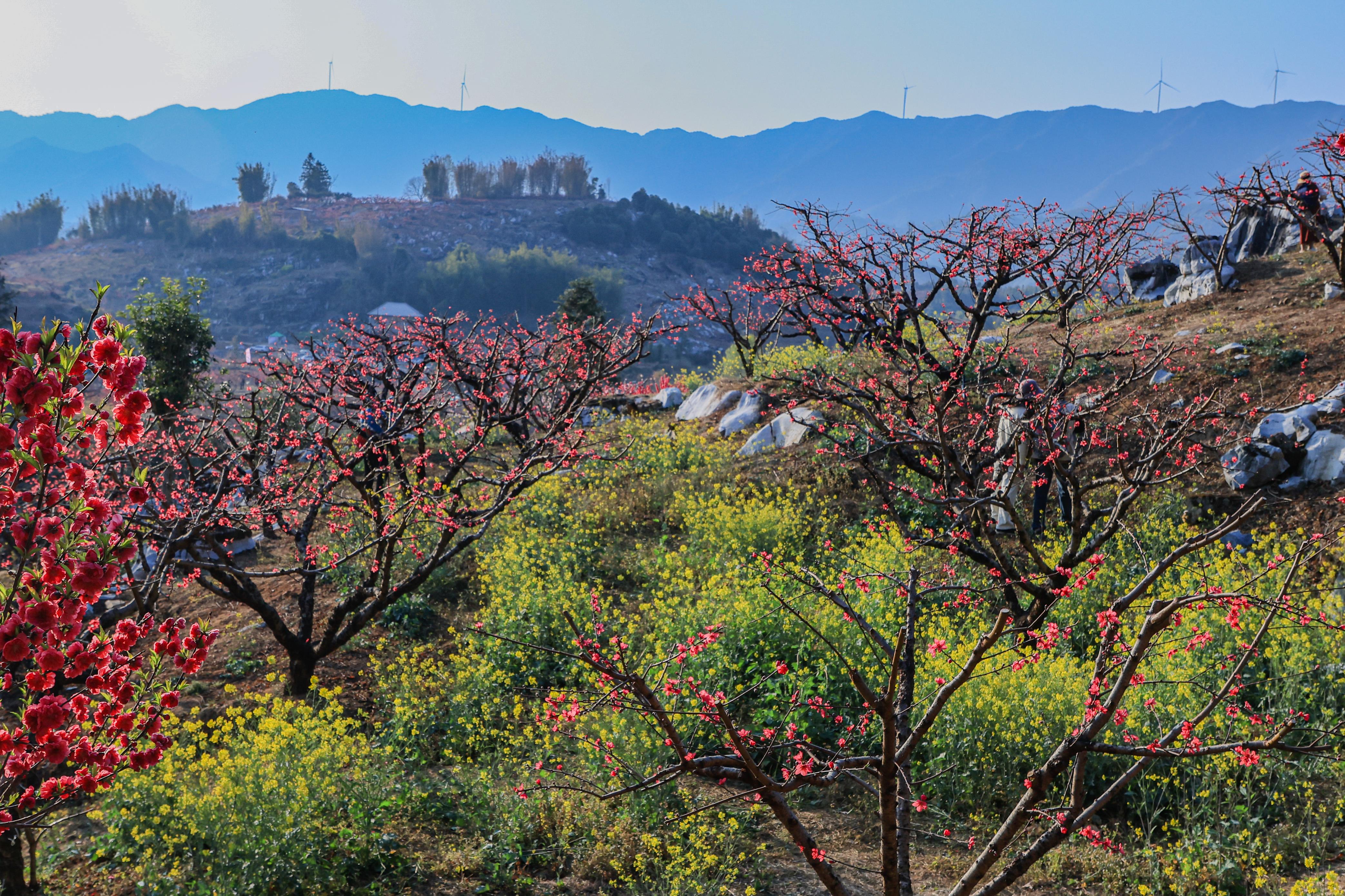 3月6日【连平】十里桃花、油菜花2天摄影采风