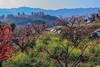3月6日【连平】十里桃花、油菜花2天摄影采风 商品缩略图0