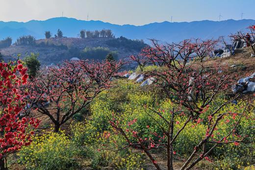 3月6日【连平】十里桃花、油菜花2天摄影采风 商品图0