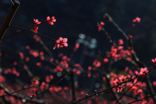 3月6日【连平】十里桃花、油菜花2天摄影采风 商品图4