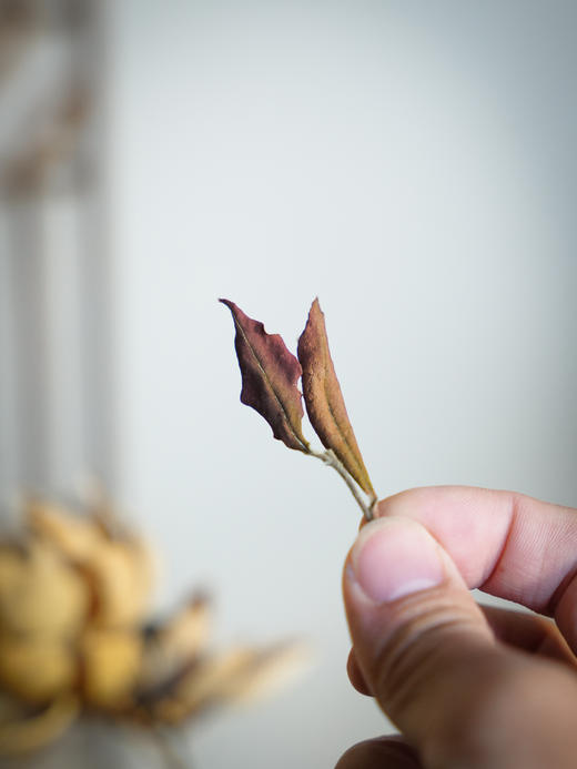 【薄荷塘白茶】2025年300年以上树龄的古树采制，白茶巅峰，顶尖，没有之一，传统自然萎调，甜润雅致好滋味 商品图4