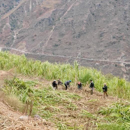 010甘蔗红糖 白甘蔗古法纯手工熬制 本真清甜 自然的味道 商品图8