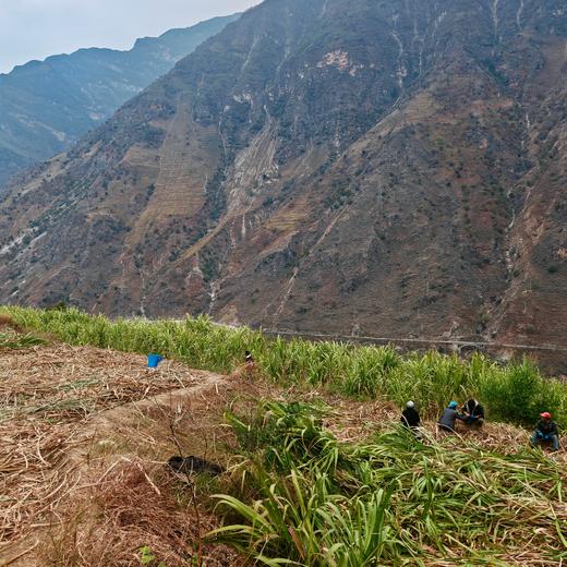 010甘蔗红糖 白甘蔗古法纯手工熬制 本真清甜 自然的味道 商品图7