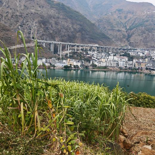 010甘蔗红糖 白甘蔗古法纯手工熬制 本真清甜 自然的味道 商品图6