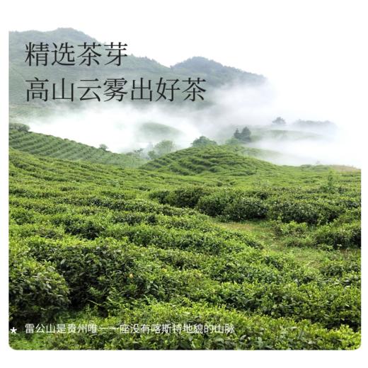 【精选茶芽❗️浓醇回甘】芭芭农场绿茶浓香型特色手工雷山银球茶袋装50g。jc 商品图2