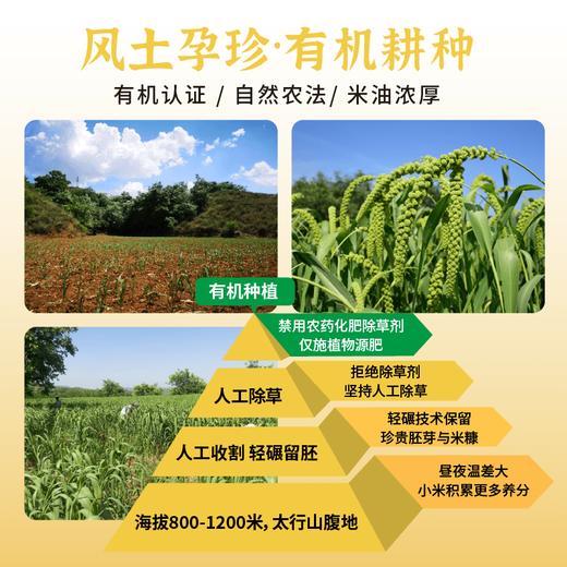 【2025年秋季新米】【谦益】香畴 压塌楼小米2斤 老品种 自然农法种植  山西太行山区传统品种  色泽自然 孕妇月子粥 米油浓厚 商品图1