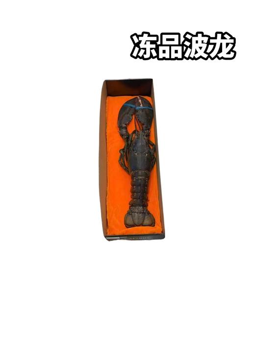 冻品波龙 商品图0