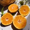 【CHUAN】四川不知火丑橘【精品果】9斤果王85mm+顺丰快递 商品缩略图4