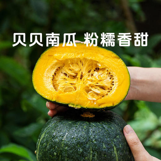 【贝贝南瓜】分糯香甜板栗口感 绵密香浓皮薄肉厚 商品图0