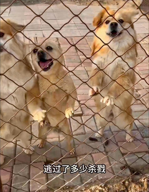 2月大连雪姐 素狗粮捐助 可以是任意地址 都会统一寄给雪姐 商品图5