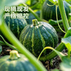 【贝贝南瓜】分糯香甜板栗口感 绵密香浓皮薄肉厚 商品缩略图1