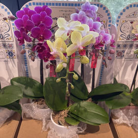 日本进口蝴蝶兰组合