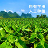 【荔浦芋头】粉糯香甜个大饱满 营养丰富 商品缩略图1