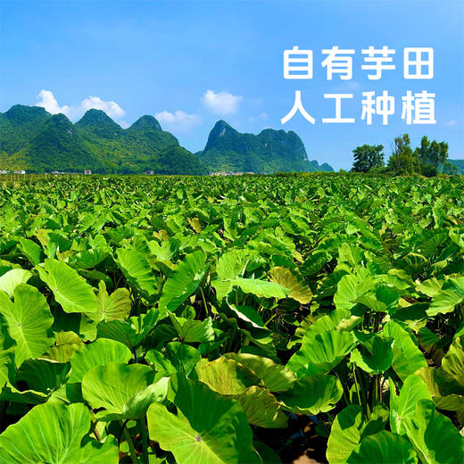 【荔浦芋头】粉糯香甜个大饱满 营养丰富 商品图1