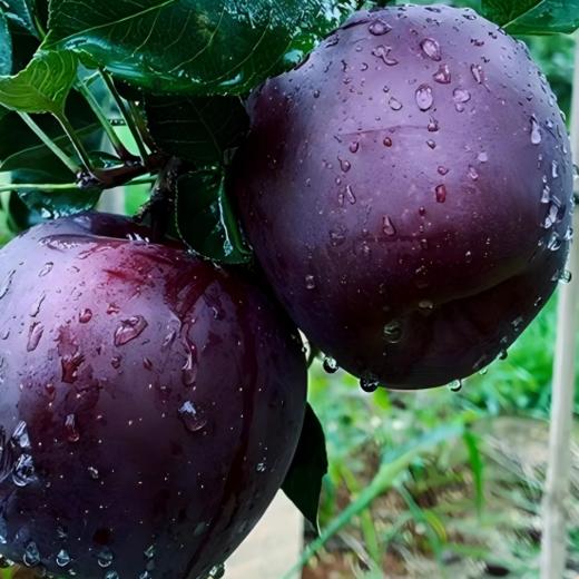 【CHUAN】甘肃黑卡苹果【礼盒装】净重5斤【12枚】【单果80mm】顺丰快递 商品图2