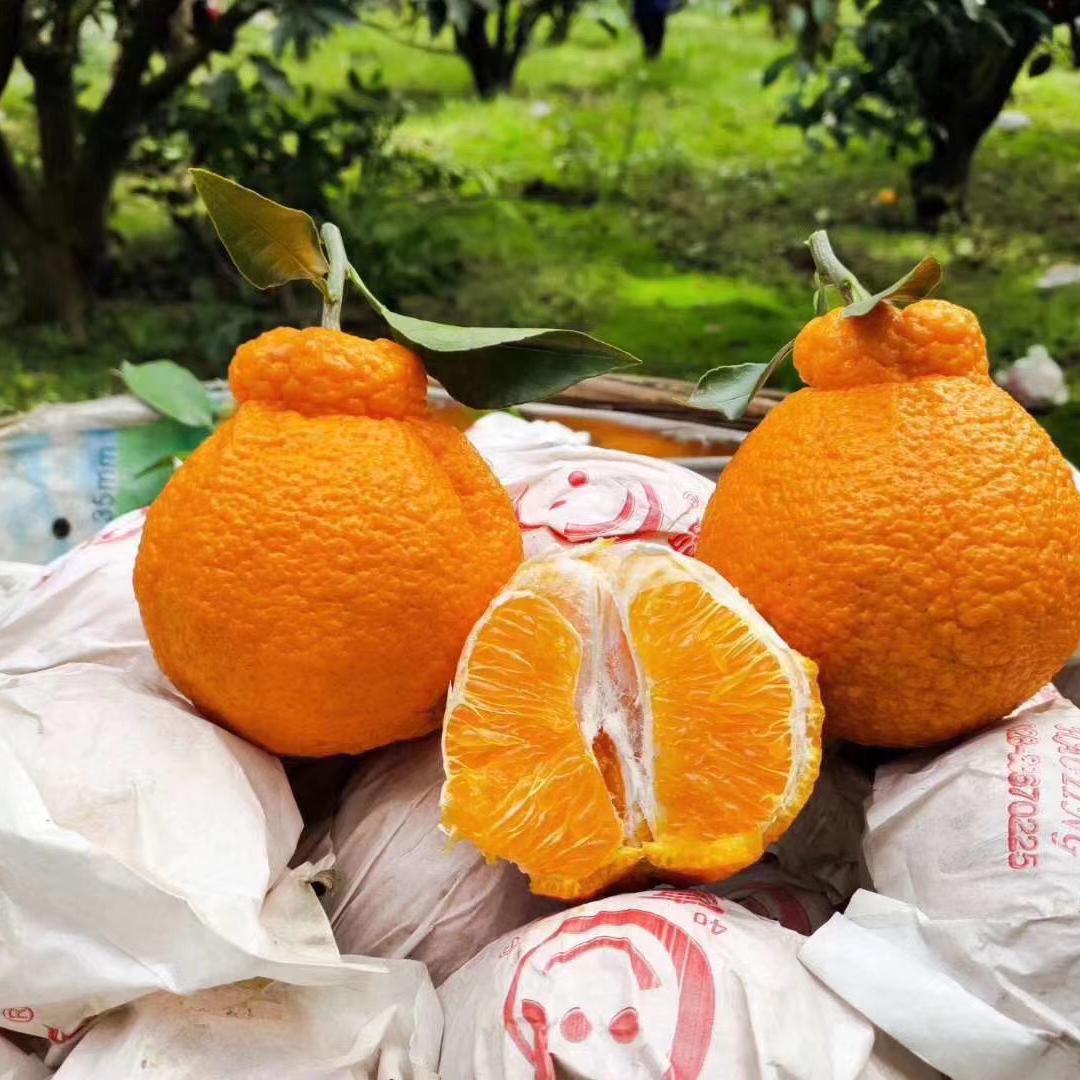 【CHUAN】四川不知火丑橘【精品果】9斤特大果80-85mm顺丰快递