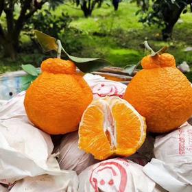 【CHUAN】四川不知火丑橘【精品果】9斤特大果80-85mm顺丰快递