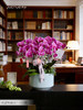 10支【富贵人生】蝴蝶兰 商品缩略图0