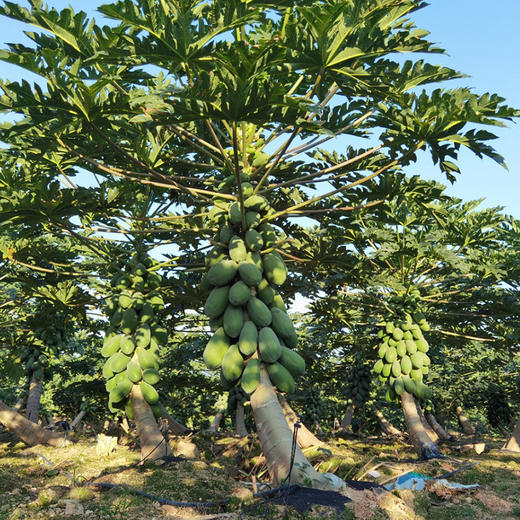 【树熟木瓜】皮薄肉厚口感嫩滑 滋补养颜美味健康 商品图5