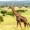 非洲逐梦肯尼亚野性视界10天 商品缩略图0