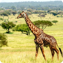 非洲逐梦肯尼亚野性视界10天