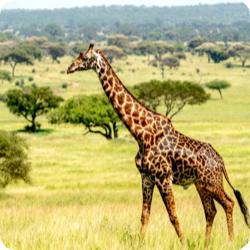 非洲逐梦肯尼亚野性视界10天 商品图0