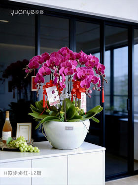 12支【步步红】蝴蝶兰