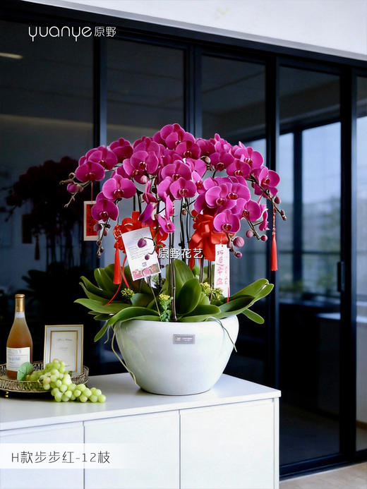 12支【步步红】蝴蝶兰 商品图0