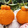 【CHUAN】四川不知火丑橘【精品果】9斤果王85mm+顺丰快递 商品缩略图1
