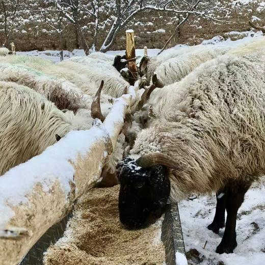 010枸杞羊 010枸杞营养加持 正宗滩羊基因 肉质更细嫩  零抗零激素 放心食用 商品图1