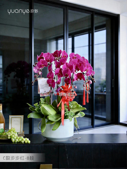 8支步步红【步步红】蝴蝶兰 商品图0