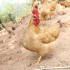 农家散养不喂饲料 细骨嫩肉原种小母鸡 黄鸡始祖品种 多吃法适配各种烹饪 商品缩略图3