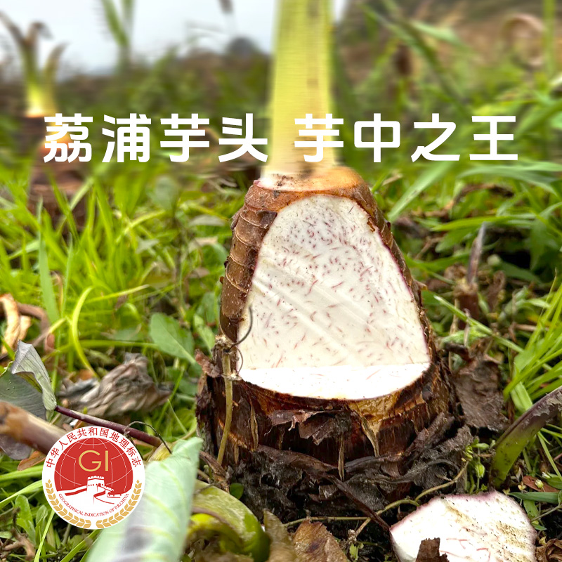 【荔浦芋头】粉糯香甜个大饱满 营养丰富