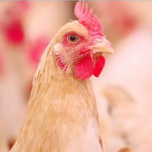 农家散养不喂饲料 细骨嫩肉原种小母鸡 黄鸡始祖品种 多吃法适配各种烹饪 商品图2