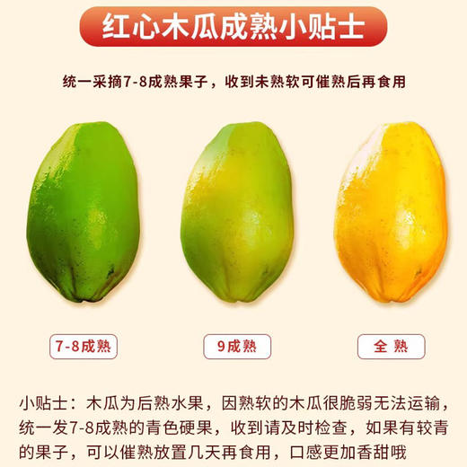 【树熟木瓜】皮薄肉厚口感嫩滑 滋补养颜美味健康 商品图1