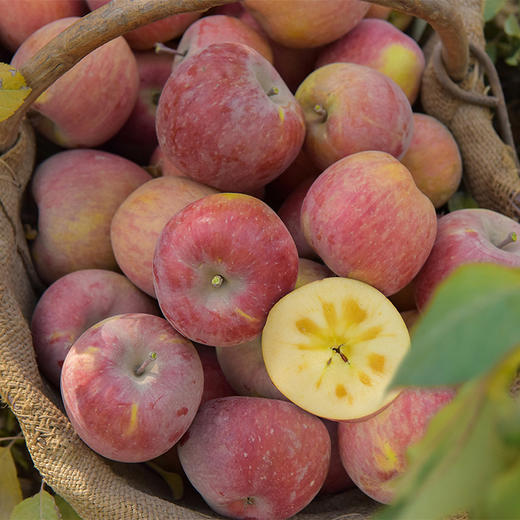 【新疆阿克苏苹果】脆甜多汁现摘现发 果香浓郁果肉细腻 商品图6