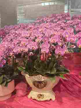高端大气蝴蝶兰盆栽藏宝图18支豪华送礼