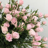 多头玫瑰.完美甜蜜 商品缩略图1
