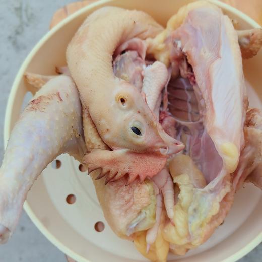 农家散养不喂饲料 细骨嫩肉原种小母鸡 黄鸡始祖品种 多吃法适配各种烹饪 商品图6