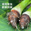 【荔浦芋头】粉糯香甜个大饱满 营养丰富 商品缩略图2
