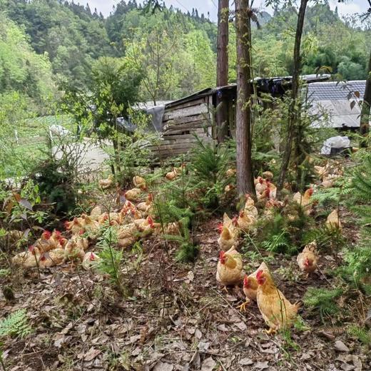 农家散养不喂饲料 细骨嫩肉原种小母鸡 黄鸡始祖品种 多吃法适配各种烹饪 商品图5