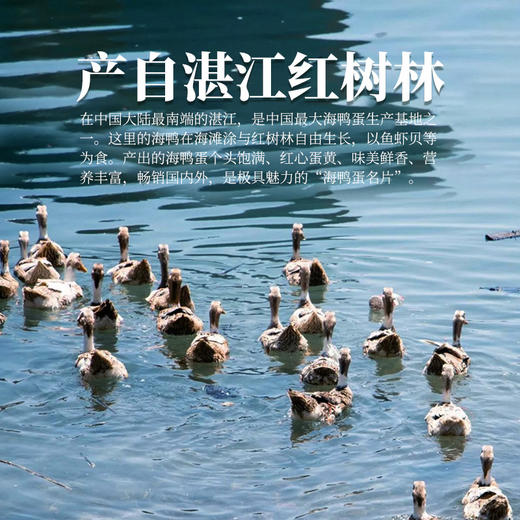 健机海鸭咸蛋6个/20个 商品图2