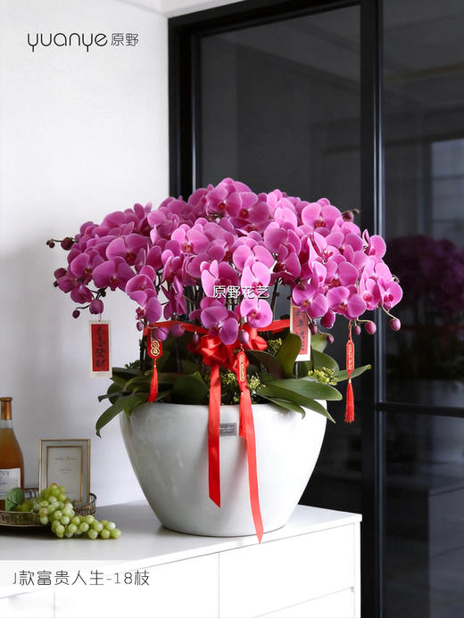 18支【富贵人生】蝴蝶兰 商品图0