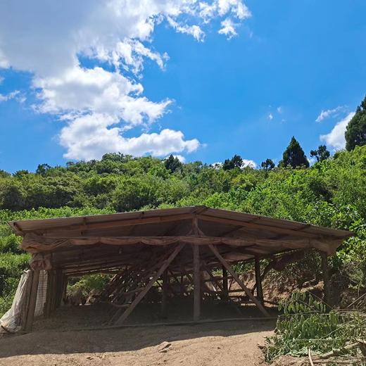 农家散养不喂饲料 细骨嫩肉原种小母鸡 黄鸡始祖品种 多吃法适配各种烹饪 商品图4