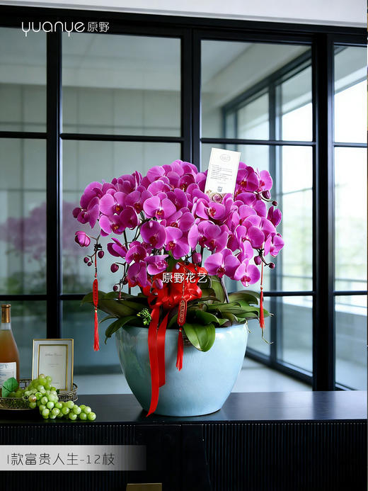 12支【富贵人生】蝴蝶兰 商品图0