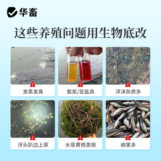 华畜生物底改双效改底王鱼虾蟹塘解毒调水增氧除臭水产养殖净水宝 商品图1